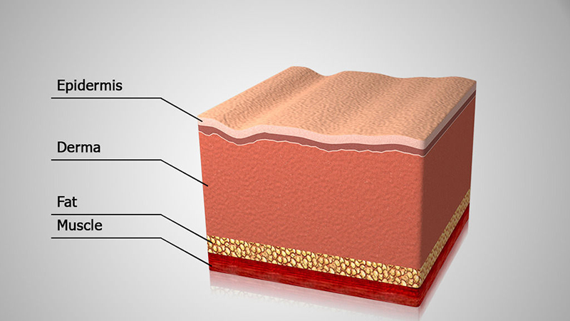 ساختار پوست و وظایف آن